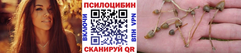где продают наркотики  Георгиевск  Галлюциногенные грибы мицелий 