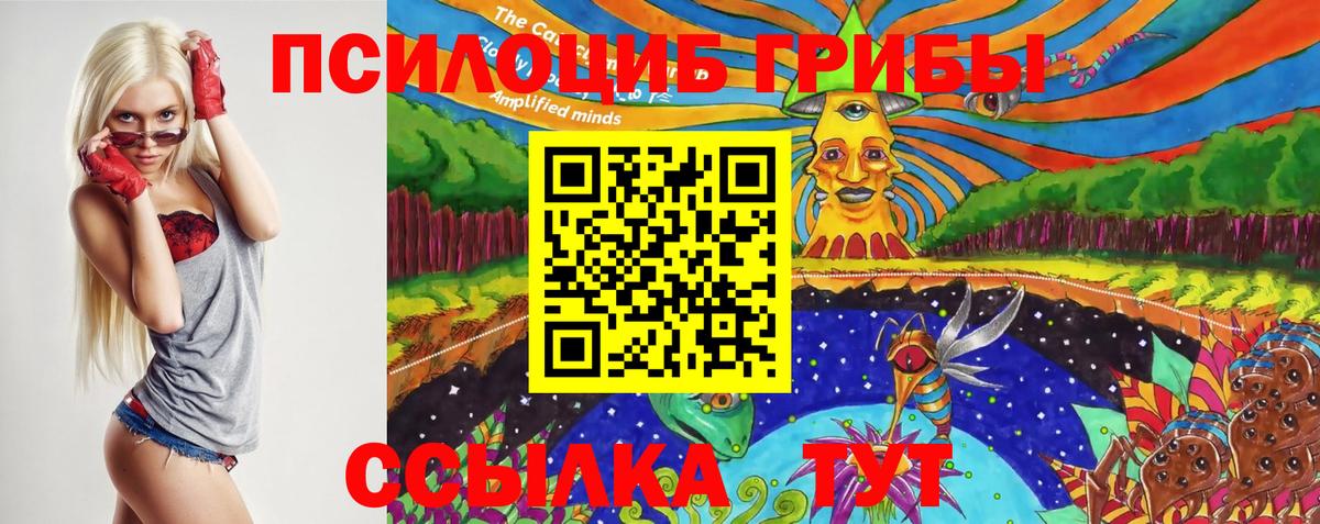 закладка  Вход с VPN  Георгиевск  Псилоцибиновые грибы мицелий 